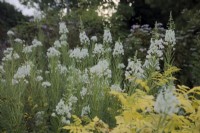 Chamaenerion angustifolium 'Alba' - White Rosebay willowherb