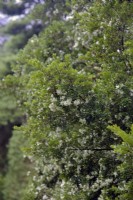 Luma apiculata - Chilean Myrtle