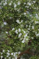 Luma apiculata- Chilean Myrtle