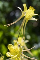 Self seeded yellow Aquilegia