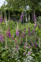 Cottage style border with Foxgloves in front of elegant metal plant support