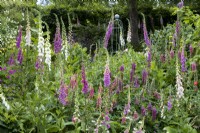 Cottage style border with Foxgloves in front of elegant metal plant support