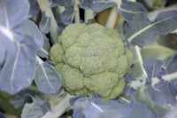 Brassica oleracea botrytis 'Stromboli' -  Calabrese or Brocolli sown late May and heading 4 months later in  early September