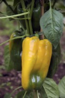 Capsicum annuum 'Golden Cal-Wonder'  yellow sweet pepper