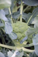 Brassica oleracea botrytis 'Stromboli' -  Calabrese or Brocolli sown late May and heading 4 months later in  early September