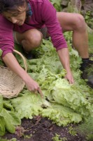 Lettuce - Lactuca sativa 'Great Lakes' harvested by a woman gardener