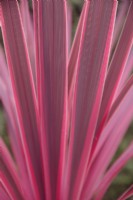 Cordyline australis Pink Passion - Patio Torbay Palm