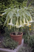 Brugmansia x candida 'Variegata' in September from a cutting 12 months previous