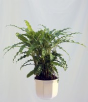 Calathea Rufibarba - green form -  Velvet Calathea