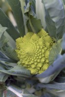 Brassica oleracea botrytis 'Celio' Romanesco Broccoli
