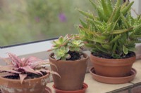 Cryptanthus 'Super Pink', Aeonium 'Kiwi' and Aloe vera on sunny windowsill