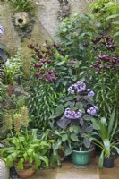 Conservatory interior at Portmore House, Scotland with flowering house plants including eucomis, lilium and argeratum