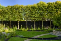 Garden with pleached trees underplanted with Digitalis by black fence. 