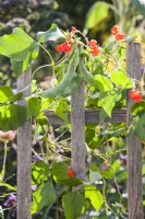 Phaseolus coccineus - Runner Bean climbing on fence.