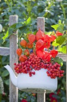 Enamel teapot with rowan and chinese lanterns hanging on fence.