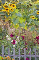 Late summer border with dahlias and sunflowers in country garden.
