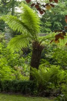 Dicksonia antarctica with ferns and low box hedging