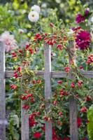 Rose hip wreath hanging on fence.