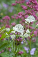 Bee on Astrantia major with Centranthus ruber behind