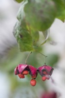 Euonymus planipes, spindle fruit in autumn

