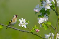  Goldfinch carduelis carduelis perched in apple blossom

