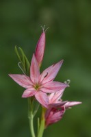 Hesperantha coccinea 'Pink Marg' flowering in Autumn - September