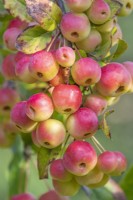 Malus 'Evereste' fruits in early Autumn - September