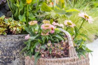 Wicker basket containing Stipa tenuissima 'Pony Tails, Coprosma 'Eclipse' and Echinacea 'Sunseekers Salmon'