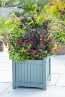 Large wooden container planted with Rhododendron 'Wine and Roses', Cephalanthus 'Fiber Optics', Skimmia japonica 'Rubella', Spiraea 'Double Play Doozie', Stipa arundinacea, Hypericum 'Alldiablo' and Lamium 'Golden Anniversary'