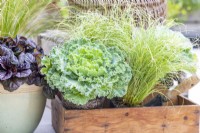 Kale 'Nagoya White' and Carex 'Frosted Curls' in wooden tray