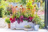 Wooden trough planted with Heuchera 'Forever Red', Imperata 'Red Baron', Ceratostigma Plumbaginoides and Echinacea 'Kismet Intense Orange' with a metal bucket containing Hypericum 'Alldiablo' and a wooden tray containing a Coprosma