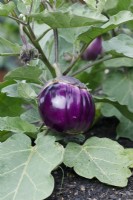 Solanum melongena 'Rosa Bianca' - Aubergine 'Rosa Bianca' 
