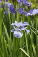Iris sibirica 'Silver edge' - Siberian Iris
 