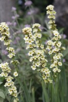 Sisyrinchium striatum - Pale yellow-eyed grass