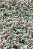 Trifolium rubens seedheads - Nobel clover