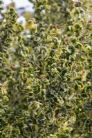 Ligustrum lucidum 'Curly Wurly' - Chinese privet