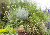 Plant container with perennials, summer July