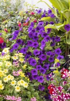 Annual mix with Petunia, summer July