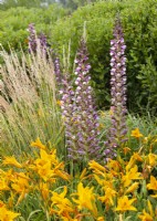 Perennial border with Acanthus, sp of Hemerocallis and Calamagrostis, summer July