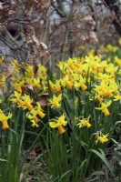 Narcissus 'Jetfire' daffodils planted at base of a Beech - Fagus sylvatica hedge