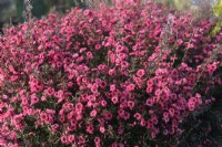 Leptospermum scoparium 'Red Damask'- a suburban plant flowering in mid January during a winter with only slight frosts, Devon, UK