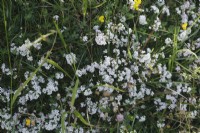 Asperula cynanchica - Squinancywort growing on calcareous downland