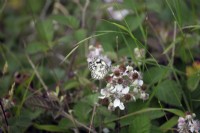 Marbled White butterfly - Melanargia galathea with parasite feeding on Bramble - Rubus fruiticosus