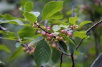 Alder Buckthorn - Frangula alnus in midsummer