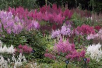 Part of the National Collection of Astilbes at Marwood Hill Garden, Barnstaple, UK