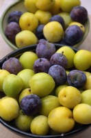 Prunus cerasifera 'Golden Sphere'  with Prunus domestica 'Sanctus Hubertus' - yellow and purple plums
