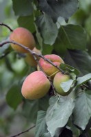Prunus 'Flavorcot' apricot fruits