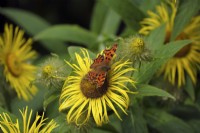 Inula hookeri with Comma butterfly - Polygonia c-album