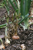 A line of onions - Allium 'Golden Bear' badly affected by downy mildew and the later interplanted Allium 'Santero' which is resistant to downy mildew - Peronospora destructor