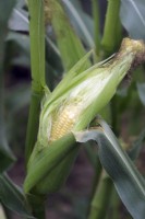 Zea mays - Sweetcorn 'Golden Bantam' an heirloom open pollinated variety and less sweet than hybrid types